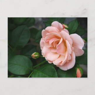 Vackra postkort i Rosa ros Vykort