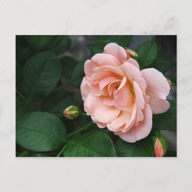 Vackra postkort i Rosa ros Vykort (Framsida)