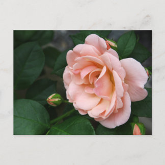 Vackra postkort i Rosa ros Vykort