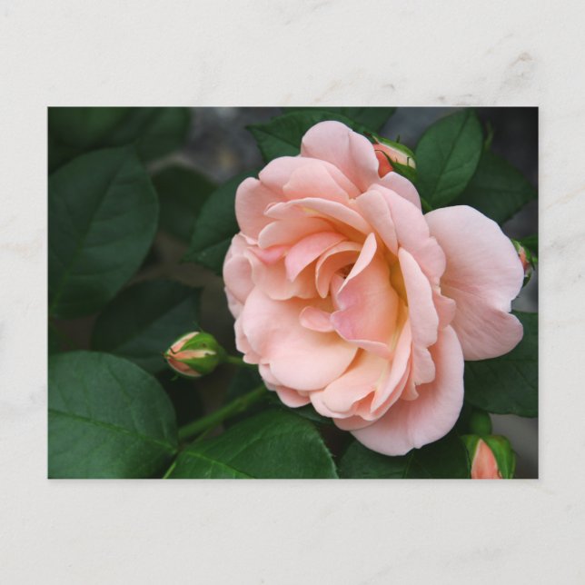 Vackra postkort i Rosa ros Vykort (Framsida)