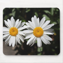 Vackra rena vita tusenskönor blommor.