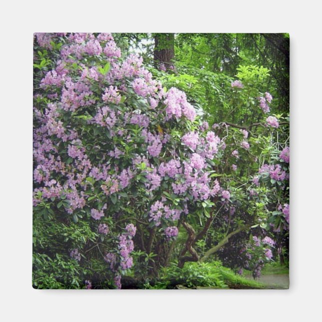 Vackra Rhododendrons Magnet (Framsidan)