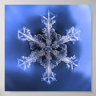 Vackra riktiga snöflingor Blå och Vita Poster