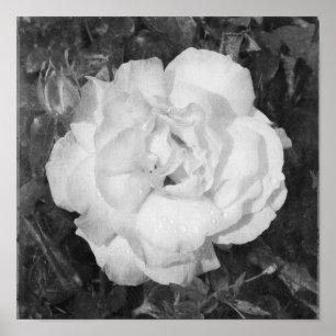 Vackra Ro Black and White Flowers Square Poster