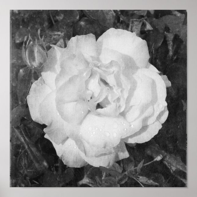 Vackra Ro Black and White Flowers Square Poster (Framsidan)