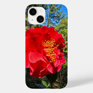 vackra röda Camellia-blommor i Descanso Gardens