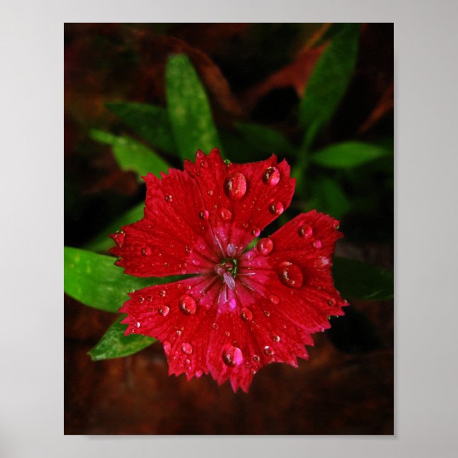 Vackra röda dianthus blomma med regndroppar, foto poster (Framsidan)