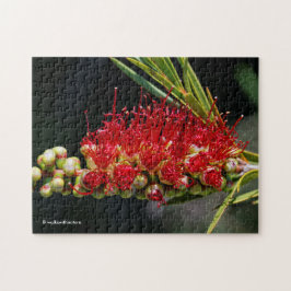 Vackra röda flaskborste blommor pussel