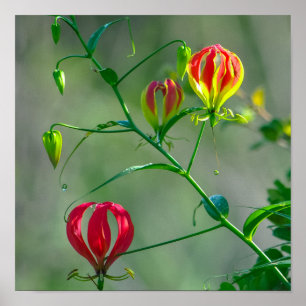 Vackra röda och Gult Flame Lily Poster