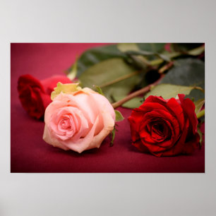 Vackra Röda och Rosa ros Poster