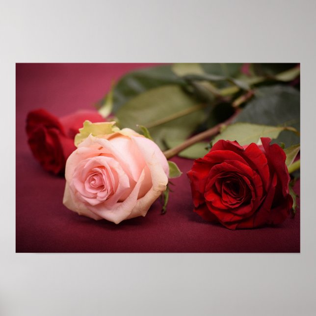 Vackra Röda och Rosa ros Poster (Framsidan)