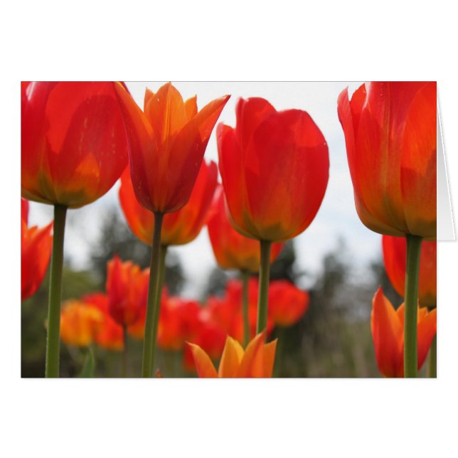 Vackra röda tulpanblommor. hälsningskort (Framsidan Horizontal)