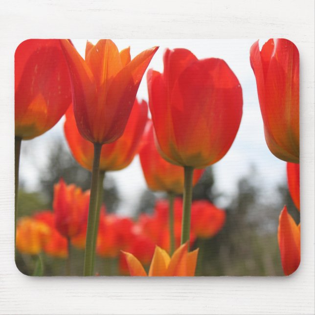 Vackra röda tulpanblommor. musmatta (Framsidan)