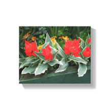 Vackra röda tulpaner färgglada moderna blommor