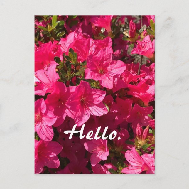 Vackra rosa azaleor blommor Hej vykort 2 (Framsida)