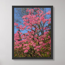 Vackra rosa azaleor blommor poster