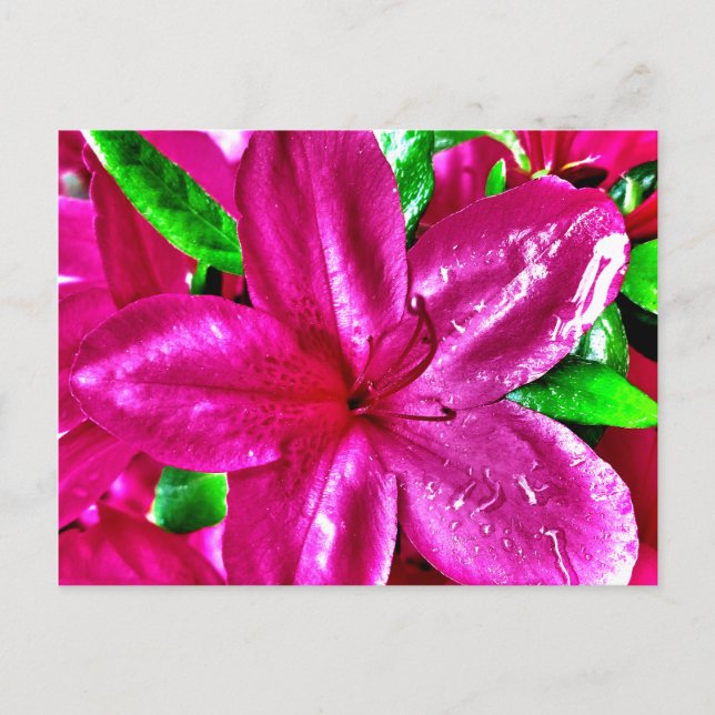 Vackra rosa blommande azaleavykort vykort (Framsida)