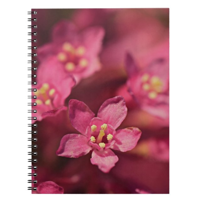 Vackra rosa blommor anteckningsbok (Framsidan)