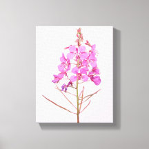 Vackra rosa blommor enkel modern blomster botanik