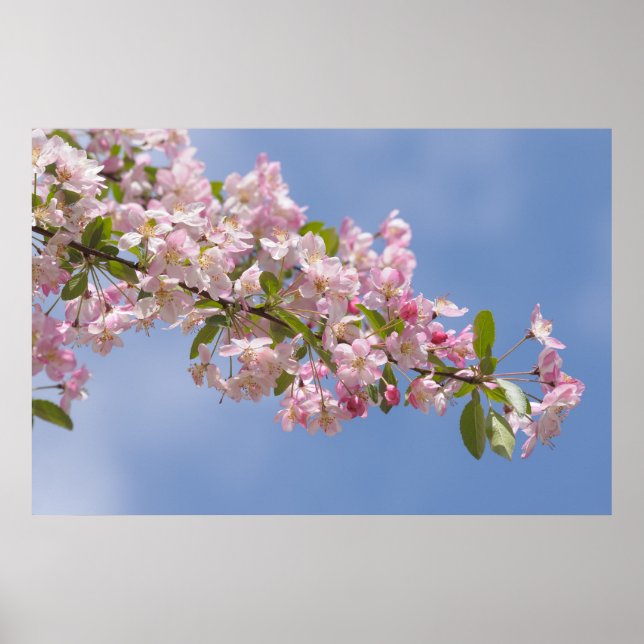 Vackra rosa blommor i fruktträdgården poster (Framsidan)