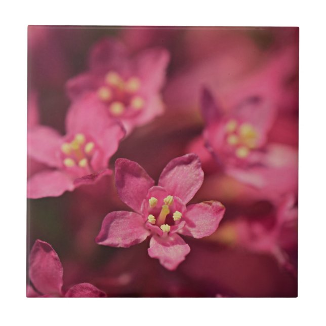 Vackra rosa blommor kakelplatta (Framsidan)