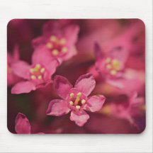 Vackra rosa blommor