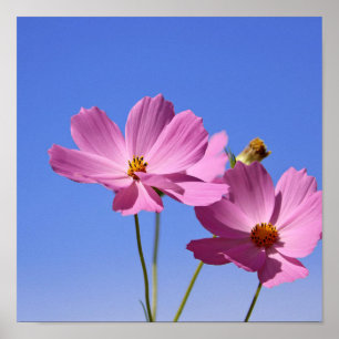 vackra rosa blommor som kramar ett tydligt blå him poster