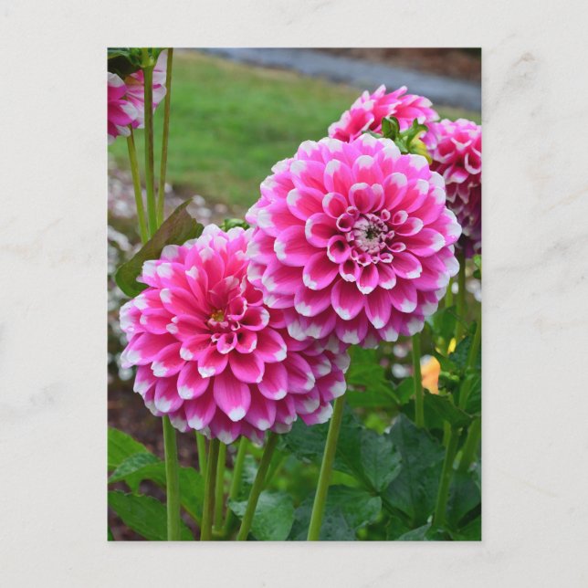 Vackra rosa dahlias i fullt bloom vykort (Framsida)