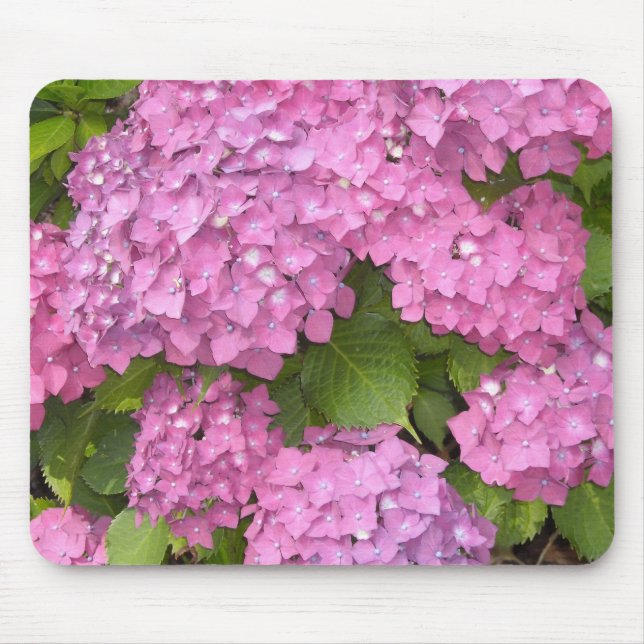 Vackra rosa hydrangeor musmatta (Framsidan)