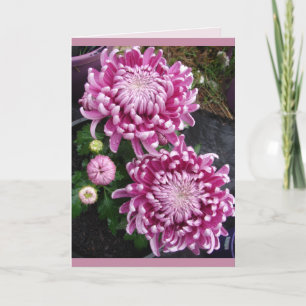 Vackra rosa krysantemum blommor blomsterkort kort