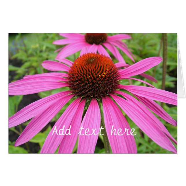 vackra rosa lila blommor hälsningskort (Framsidan Horizontal)
