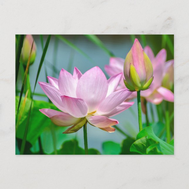 Vackra rosa lotusblommor vykort (Framsida)