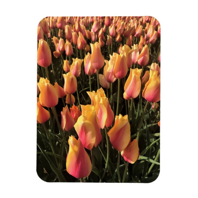 Vackra rosa och gula tulpaner magnet (Vertikal)