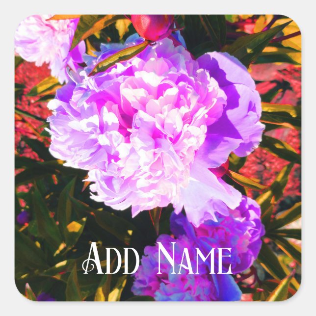 Vackra Rosa Peonies Fyrkantigt Klistermärke (Framsida)