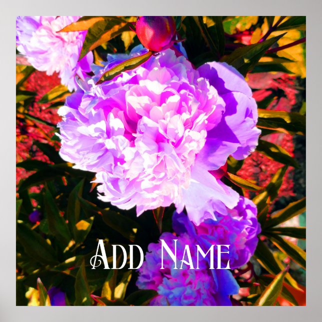 Vackra Rosa Peonies Poster (Framsidan)