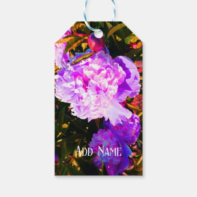 Vackra rosa peonior presentetikett (Framsidan)