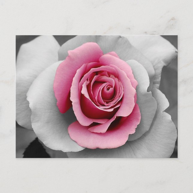 Vackra rosa rosbladstryck vykort (Framsida)