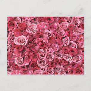 Vackra rosa rosor vykort
