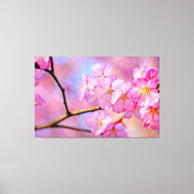 Vackra rosa Sakura-blommor på våren Canvastryck (Framsida)