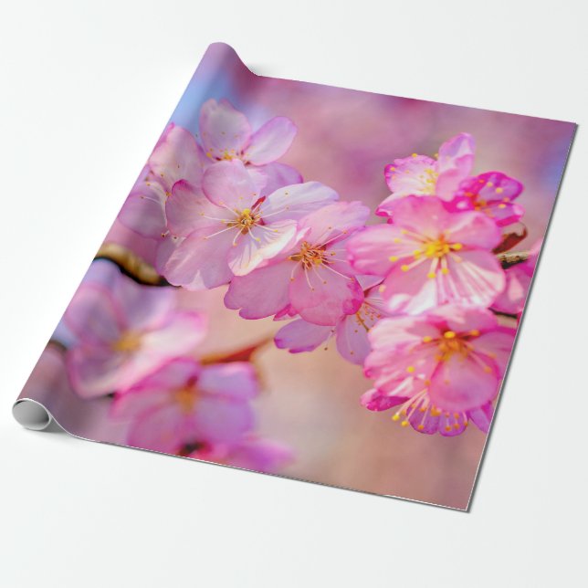 Vackra Rosa Sakura Flowers i Vår Presentpapper (Utrullad)