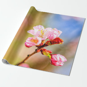 Vackra Rosa Sakura Flowers på en solnydag Presentpapper