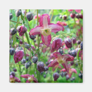 Vackra Rosan Blommor Blå Buds Vår foto Magnet