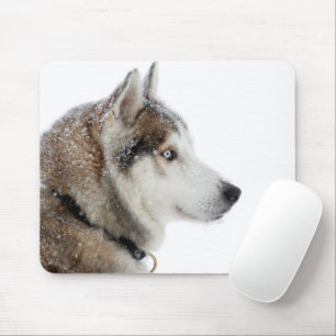 Vackra Siberian husky i Snö Musmatta