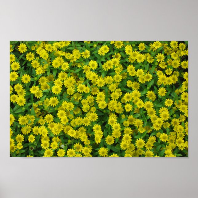 Vackra Små Gula Blommor Poster (Framsidan)