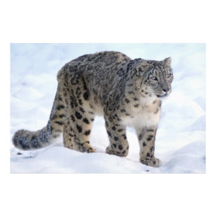 Vackra snö leopard fototryck