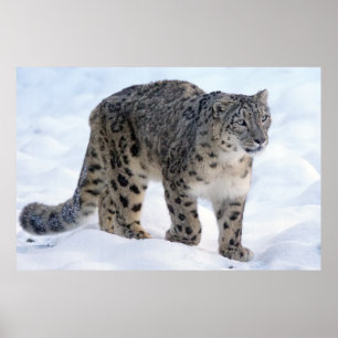 Vackra snö leopard poster