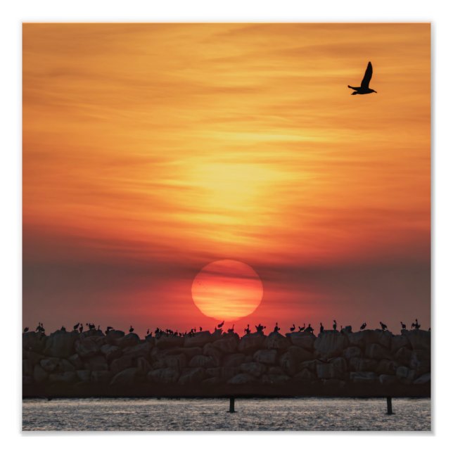 Vackra solnedgångsfärger - Marina Del Rey, CA Fototryck (Framsidan)