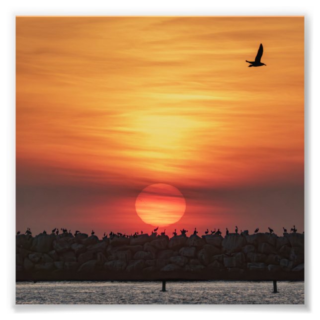Vackra solnedgångsfärger - Marina Del Rey, CA Fototryck (Framsidan)