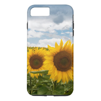 vackra sommarsolblommor