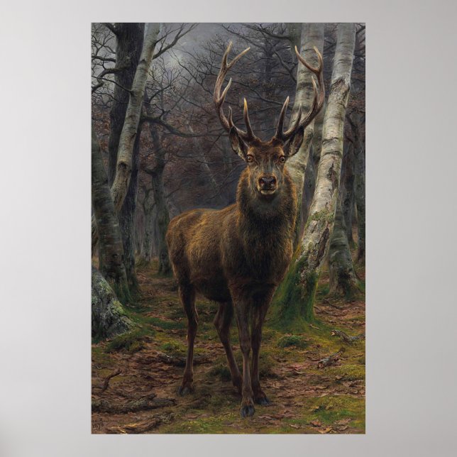 Vackra Stag Hjort - Kung i skogen Poster (Framsidan)